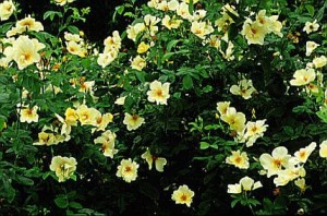GOLDEN WINGS (floribunda)